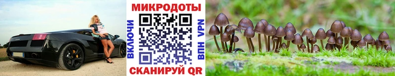 это наркотические препараты  Малая Вишера  Псилоцибиновые грибы Psilocybine cubensis 